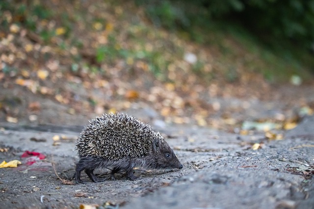 这位奥地利 这位奥地利